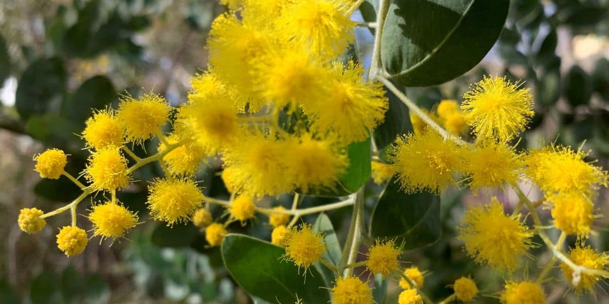 Wattle plant - Queensland Silver Wattle (Acacia podalyriifolia)